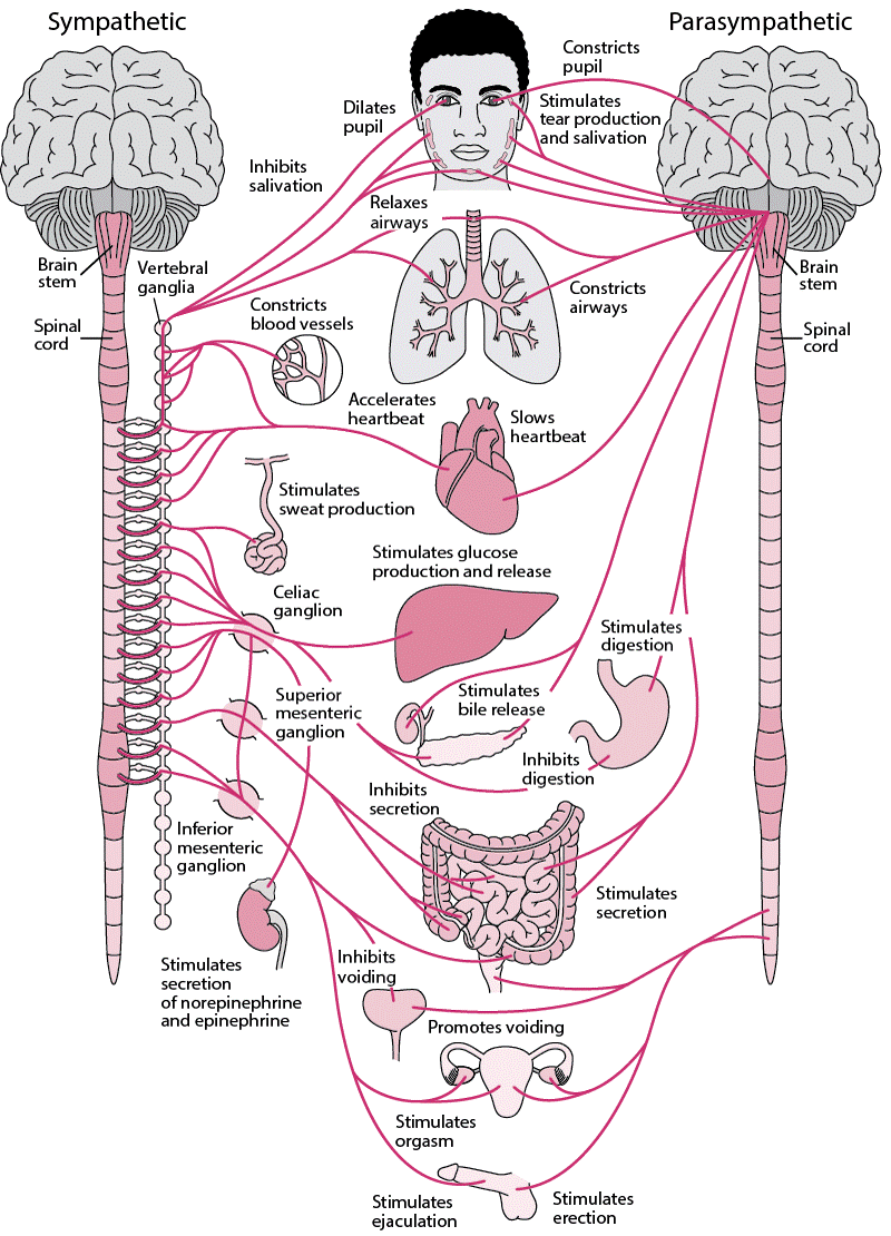 sơ đồ hệ thần kinh thực vật